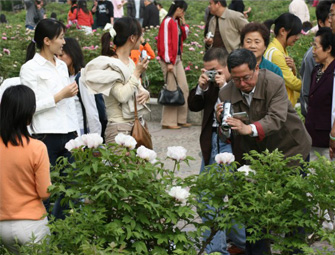 中川牡丹节摄影师 竞相拍摄