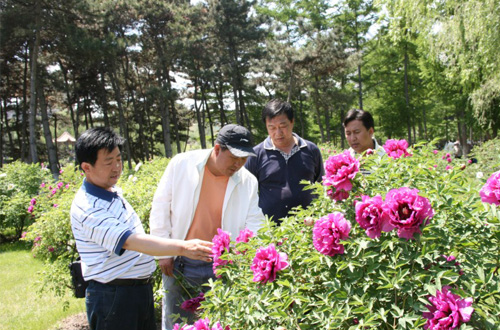 中川牡丹专家指导