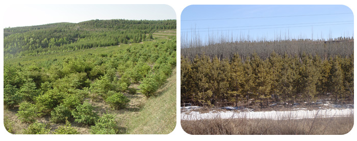东胜区林业生态建设荒山造林绿化和植被恢复工程