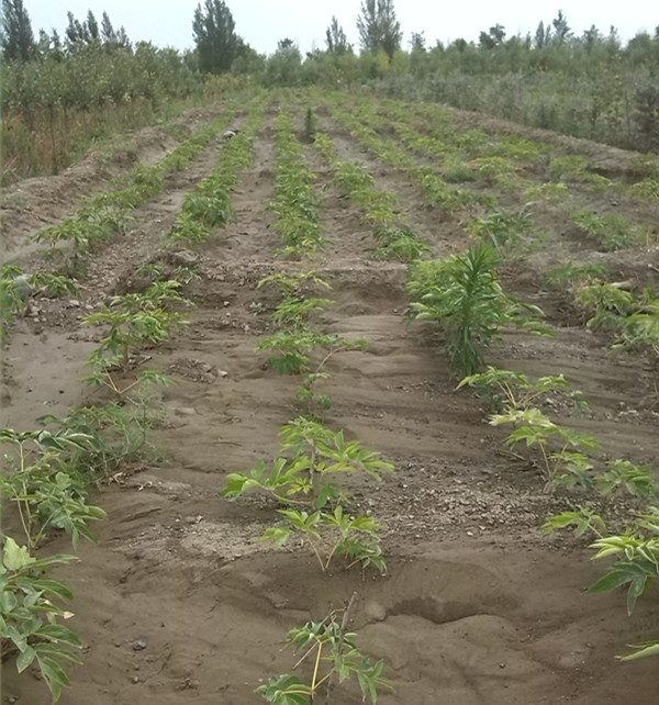 昌吉的甘肃油用牡丹样板基地