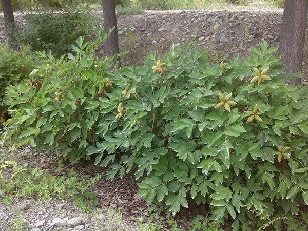 新疆昌吉州油用牡丹样板园工程