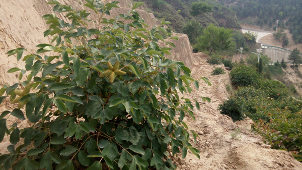 山坡地上的甘肃油用牡丹