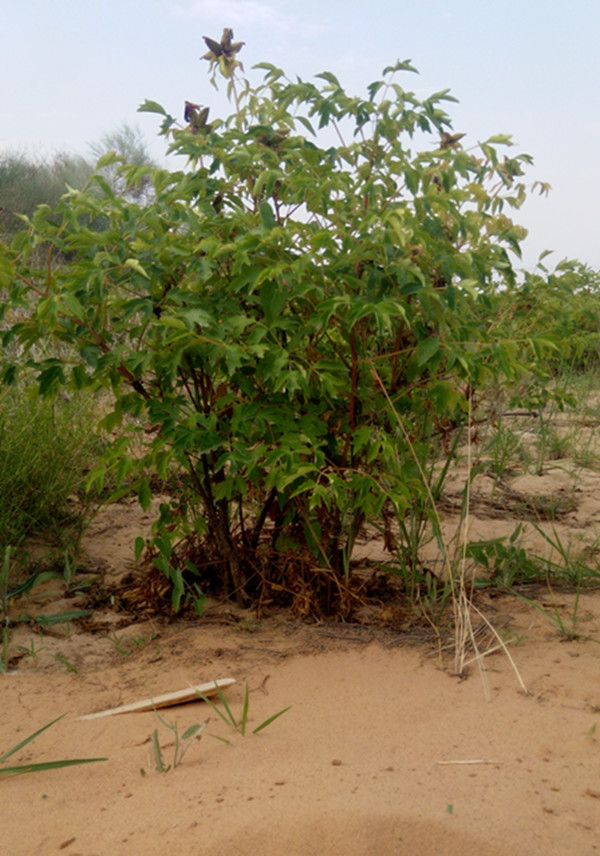 沙化土地上的甘肃油用牡丹