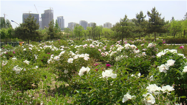 2004-2006年建成的沈阳植物样板园工程