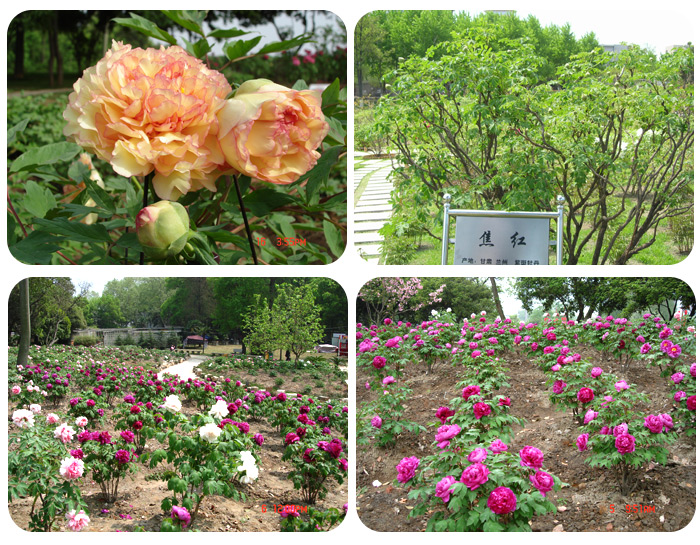 沈阳市植物园实景