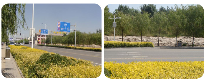 鄂尔多斯康巴什道路绿化工程