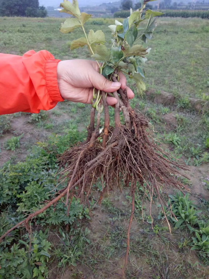 甘肃油用牡丹种苗