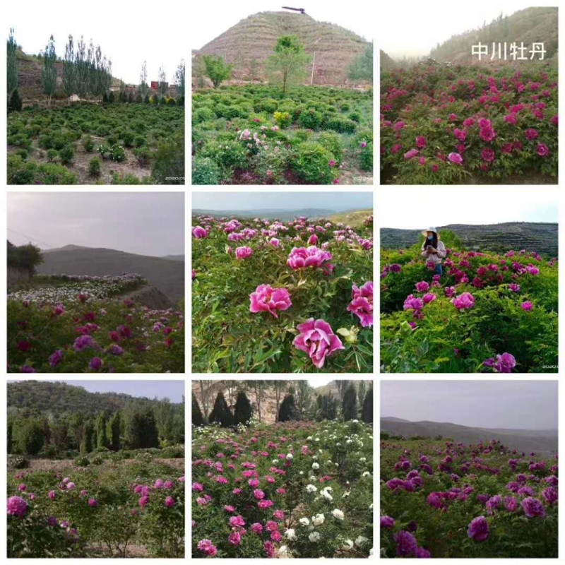 中川牡丹种植基地