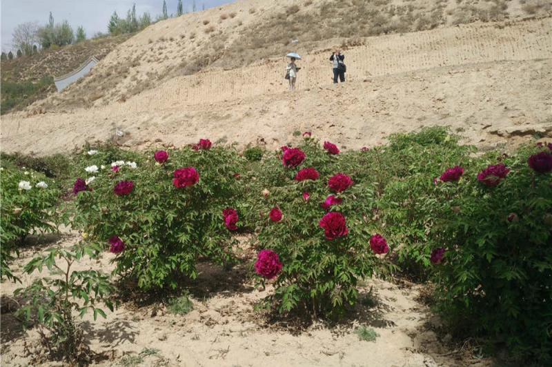 中川树牡丹种植基地