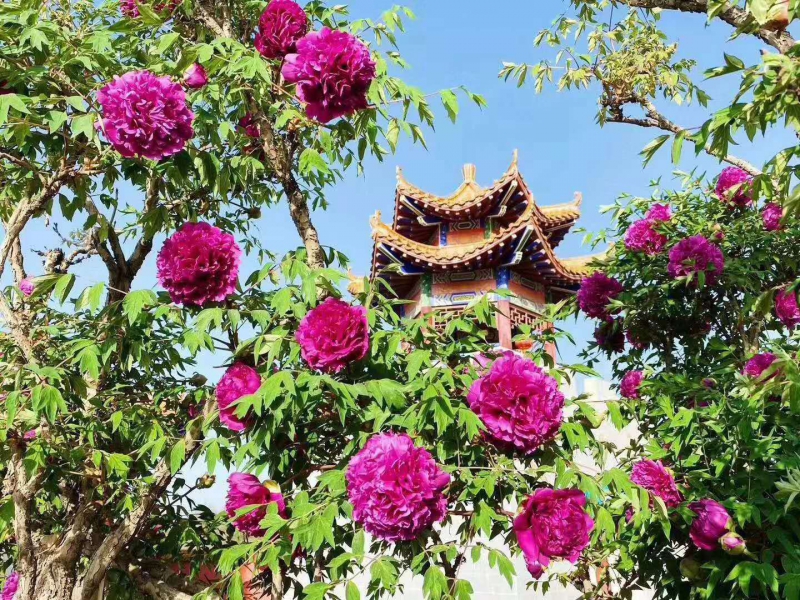 牡丹神