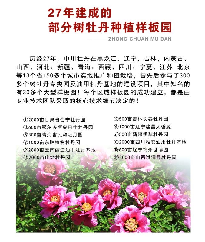 中川树牡丹成功样板案例