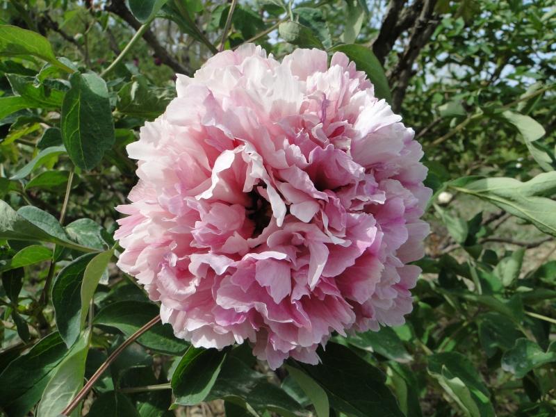 中川树牡丹