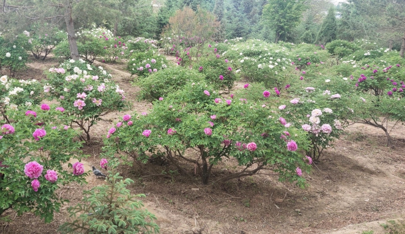 中川牡丹成型株大树牡丹种植基地