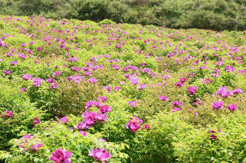 紫斑牡丹种植基地