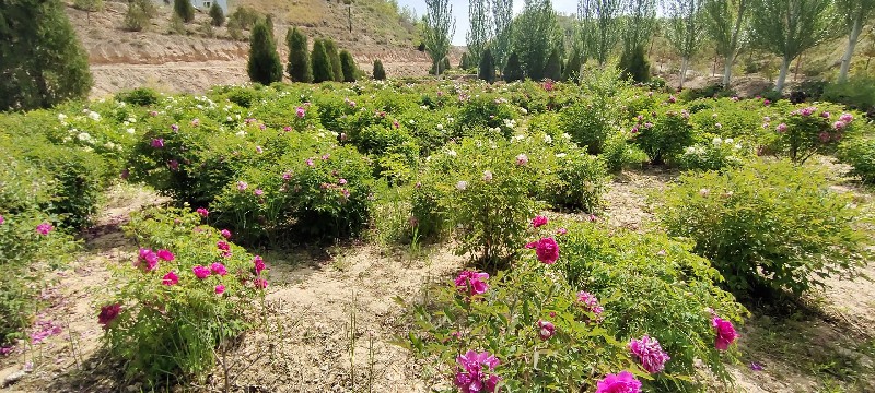 中川牡丹种植基地