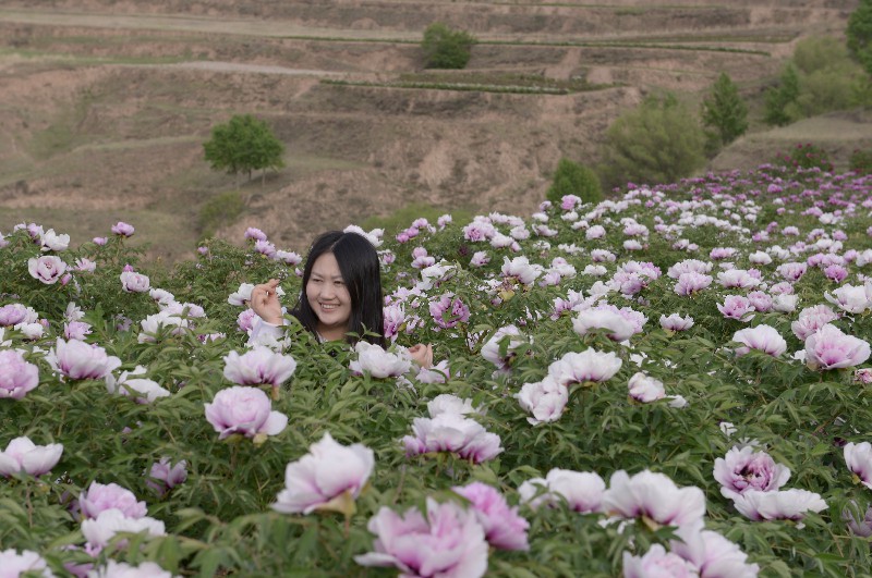 紫斑牡丹大树苗圃基地