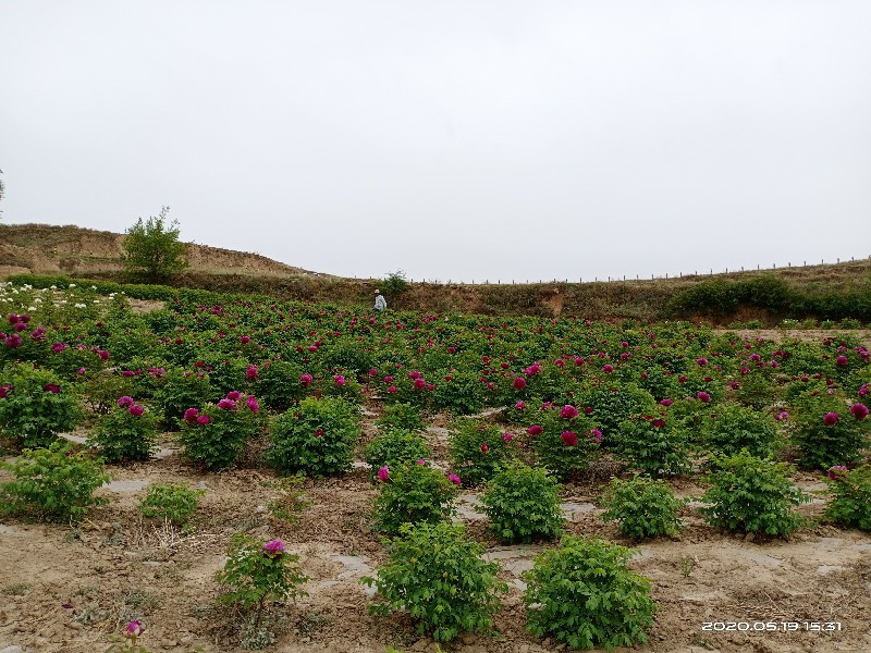 甘肃紫斑牡丹种植基地