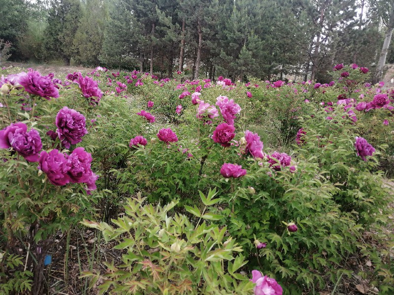 紫斑牡丹定植苗圃基地