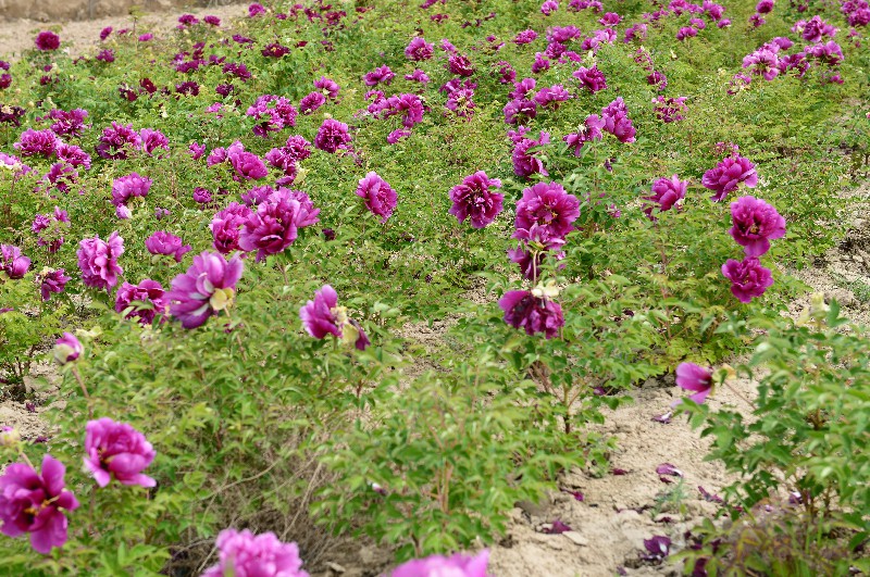 紫斑牡丹生产基地