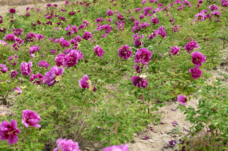 紫斑牡丹种植基地