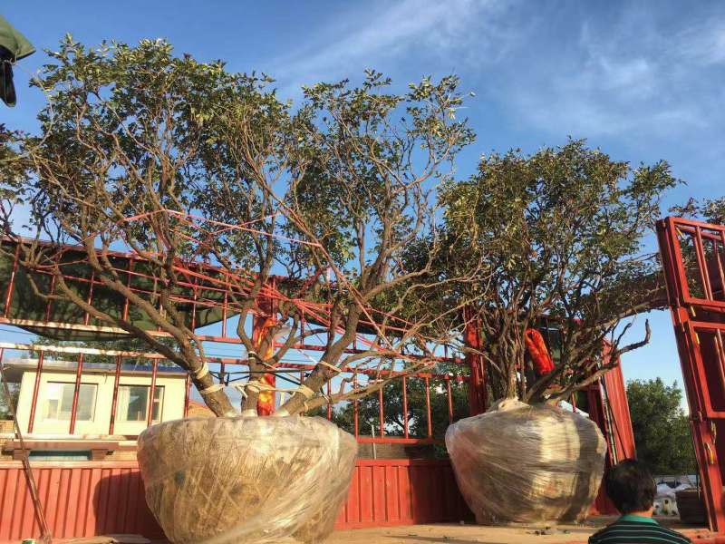 百年古树牡丹移栽