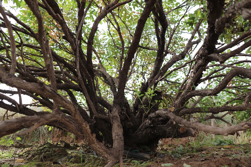 百年牡丹大树