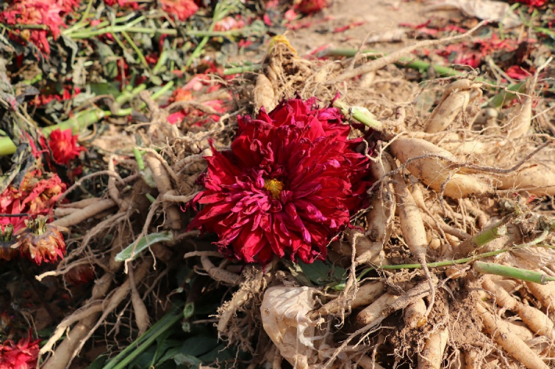 大丽花块根起挖