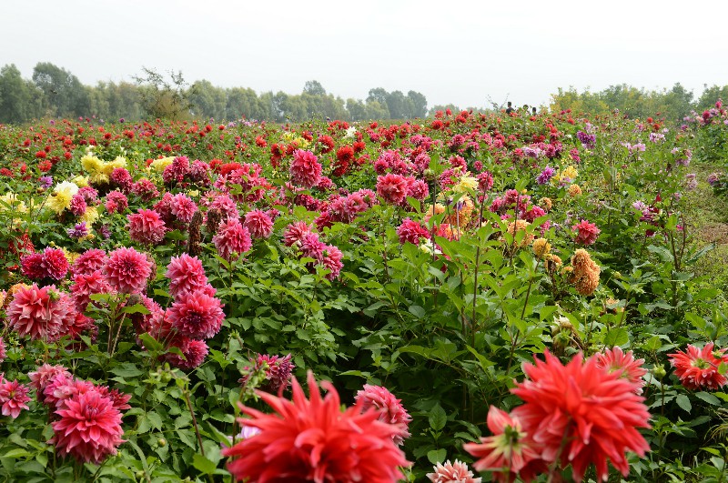 甘肃大丽花基地