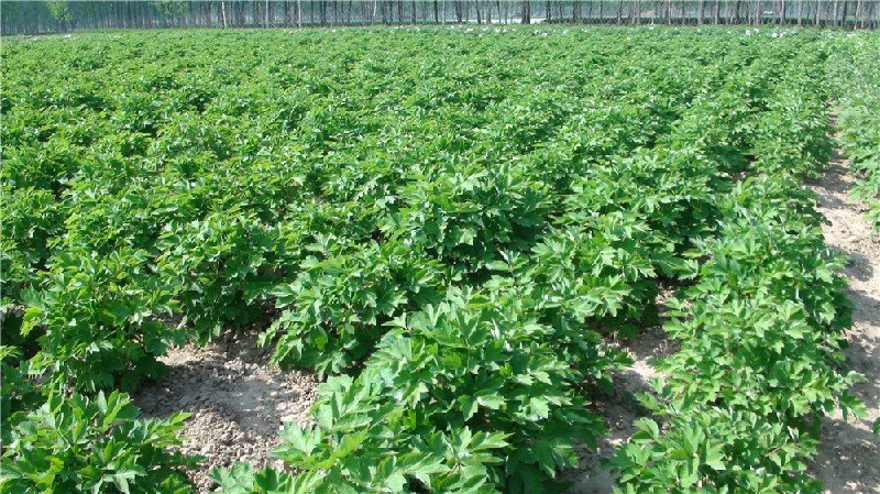 甘肃油用牡丹种植基地