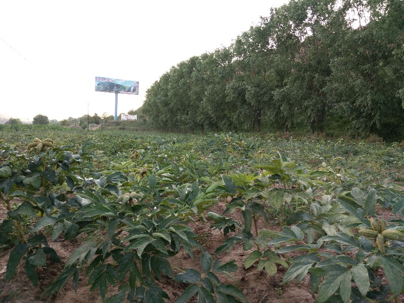 中川油用牡丹种植基地