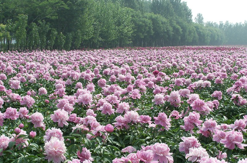 中川牡丹观赏芍药种植基地