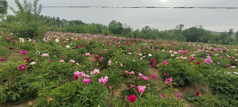 中川牡丹混合芍药种植基地