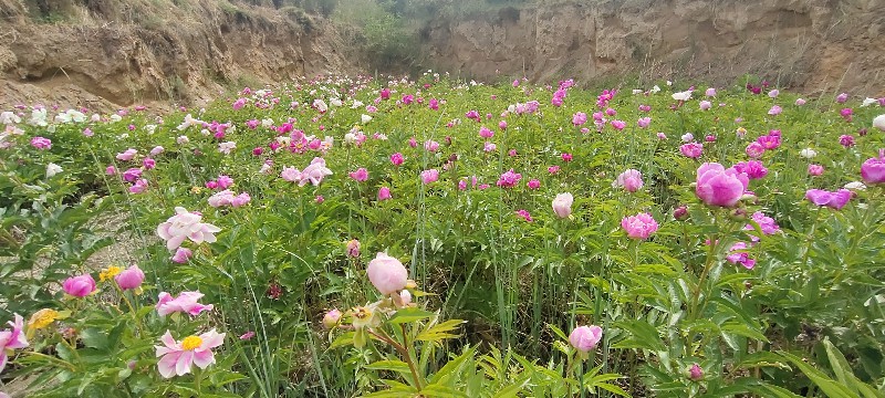 中川牡丹混合芍药种植基地