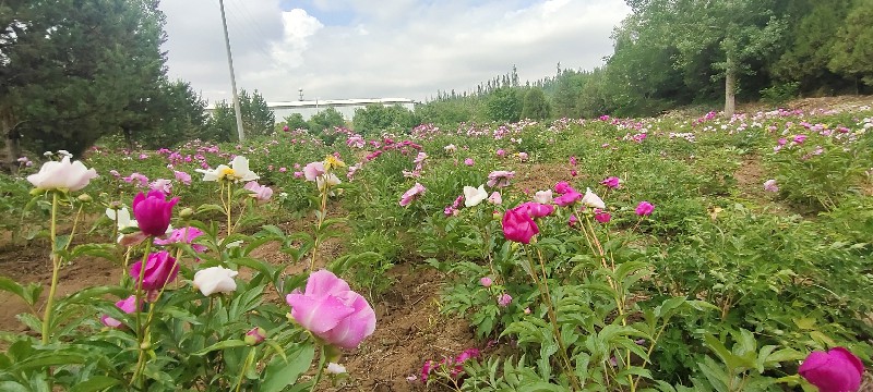 中川牡丹混合芍药种植片区