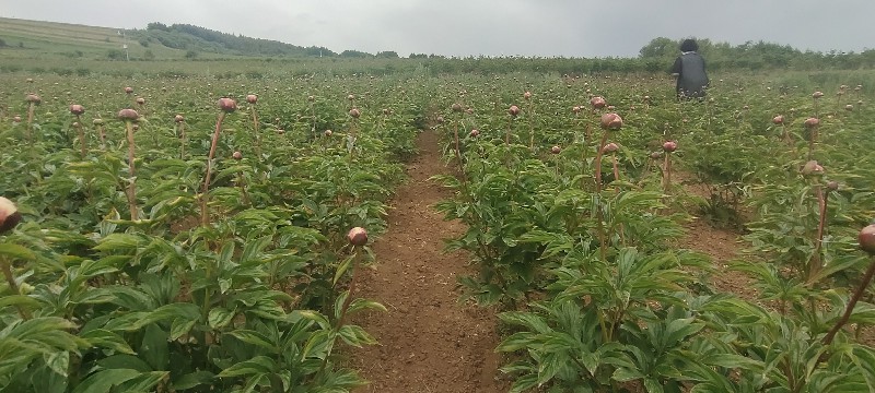 中川牡丹芍药鲜切花种植基地