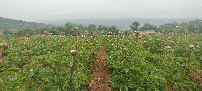 中川牡丹芍药鲜切花种植基地