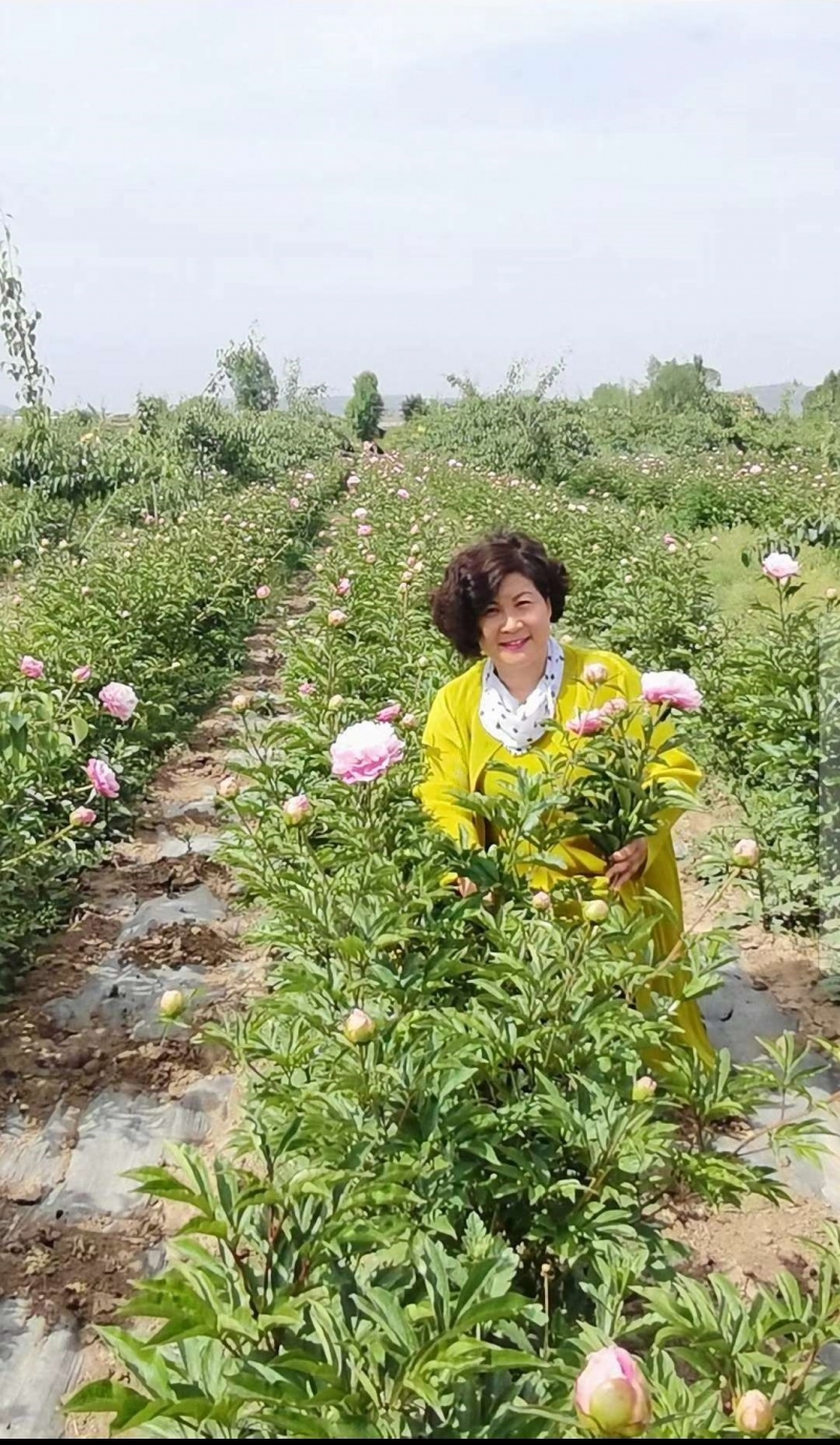 中川牡丹芍药鲜切花种植基地