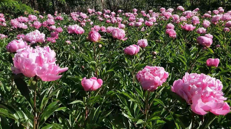 芍药种植基地