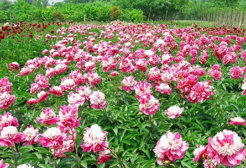 芍药种苗批发
