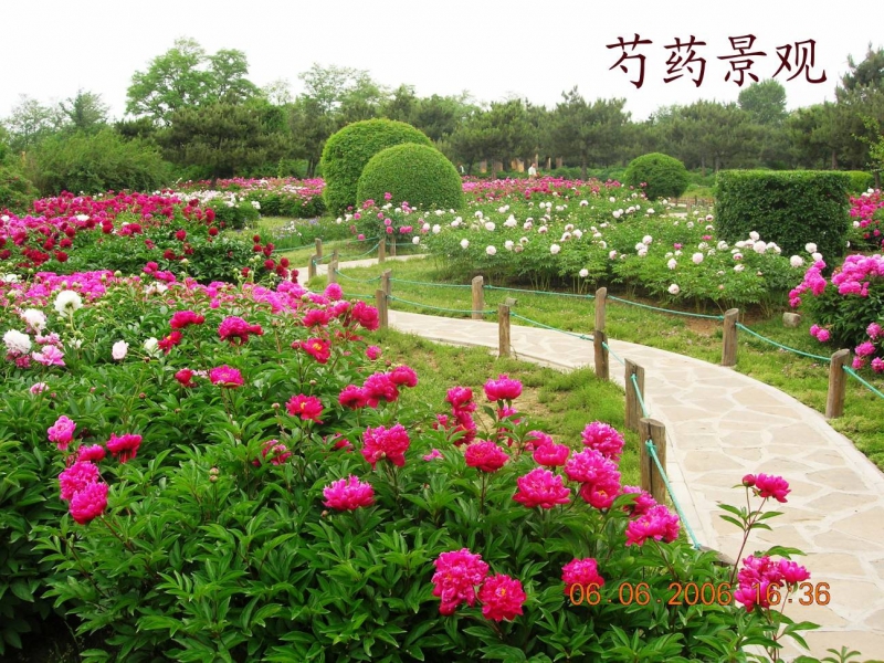 牡丹芍药公园