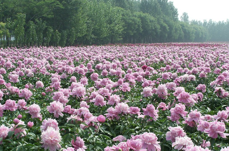 精品芍药种植基地