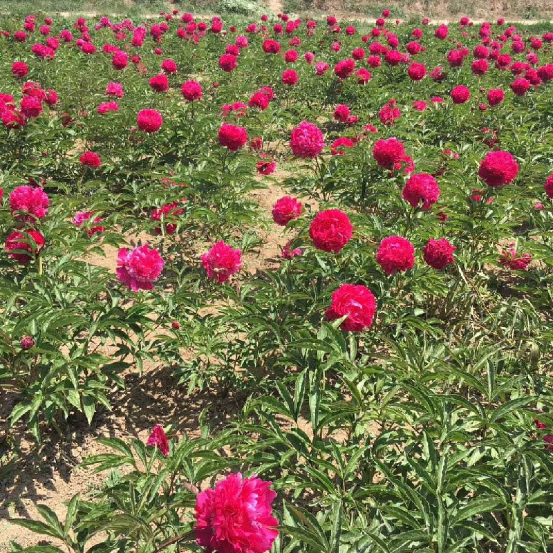 精品芍药种植基地