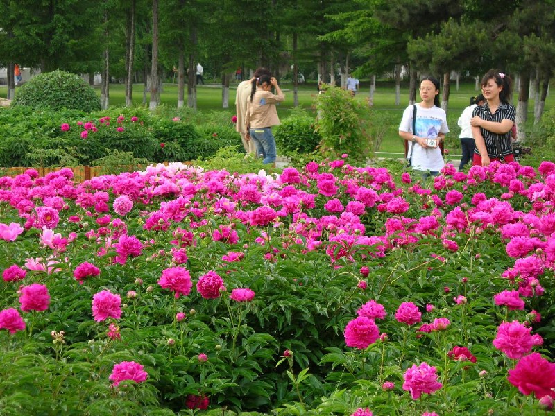 牡丹芍药专类园