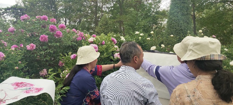 画家在牡丹地里画树牡丹