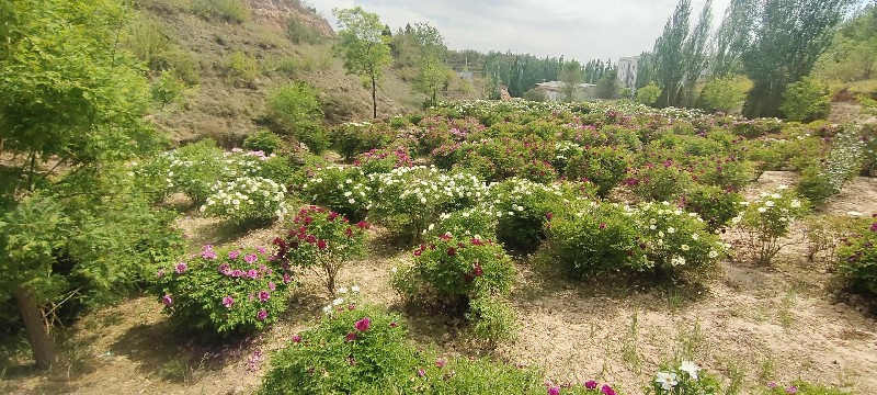 中川牡丹园芍药沟树牡丹栽植