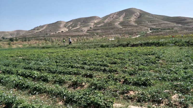 黑龙江牡丹江油用牡丹样板园实景