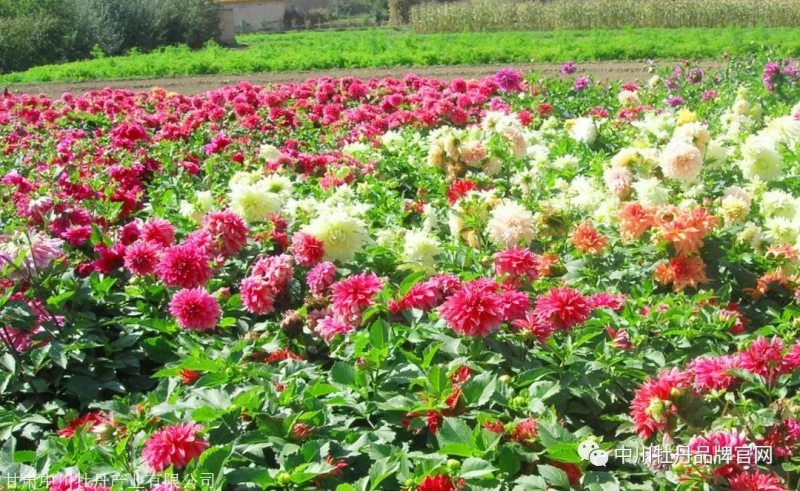 甘肃大丽花种植基地