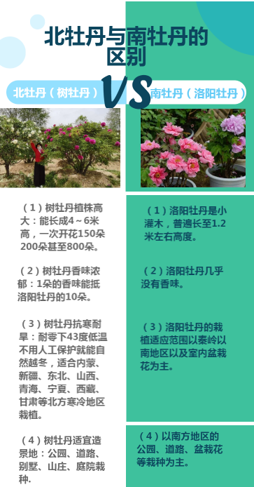 南北牡丹的区别