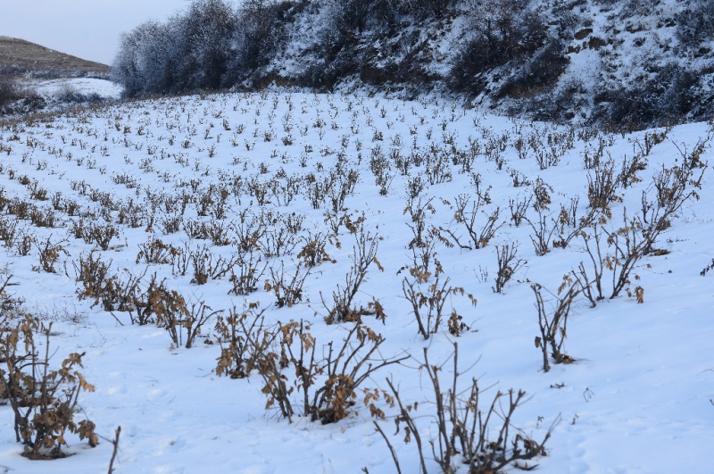 冬季树牡丹种植基地