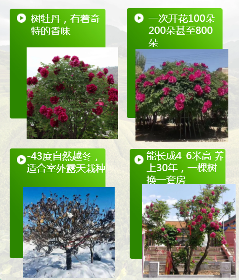 紫斑牡丹的特点